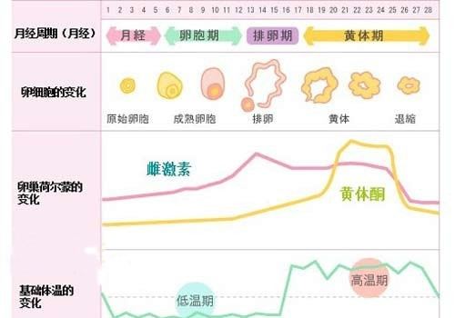 月经周期中激素水平有何变化