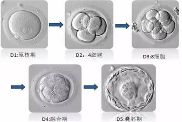 试管婴儿成功有多高