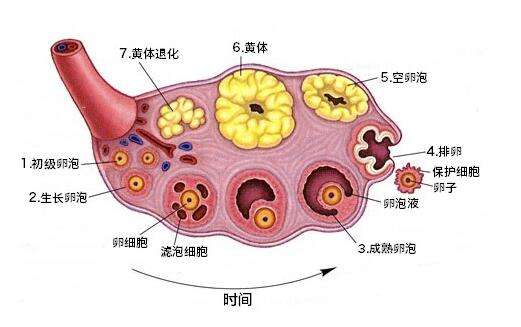 试管婴儿技术成功